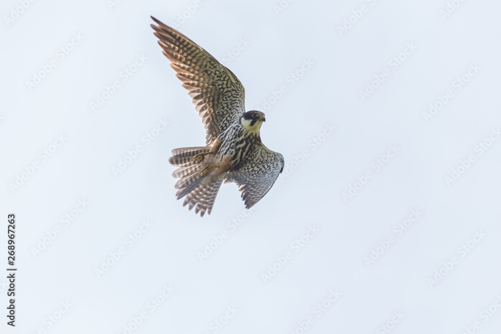 Fototapeta premium close up of falcon flying in a clear sky