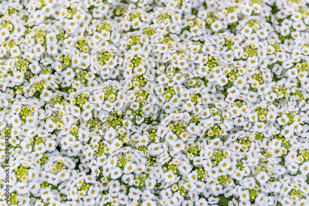 Background of Tiny Flowers in Spring