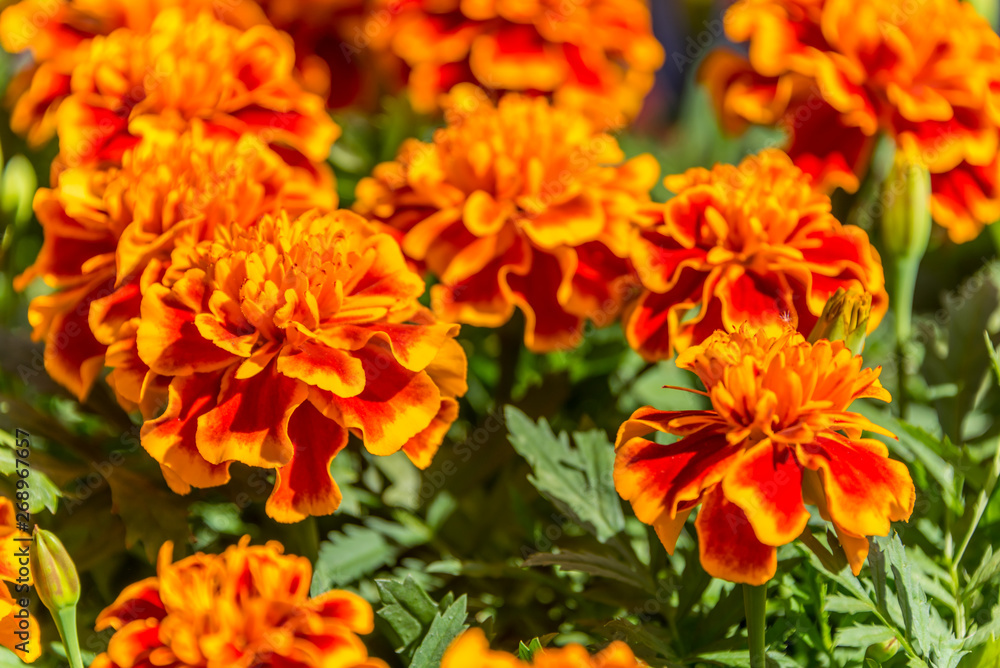 Orange Flowers in Spring Lined Up as a Background Orange Flowers in Spring Lined Up as a Background