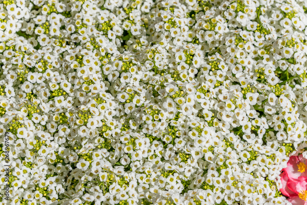 Background of Tiny Flowers in Spring Background of Tiny Flowers in Spring