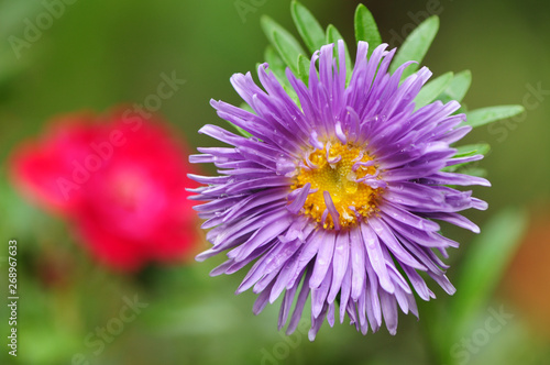 pink cosmos flower