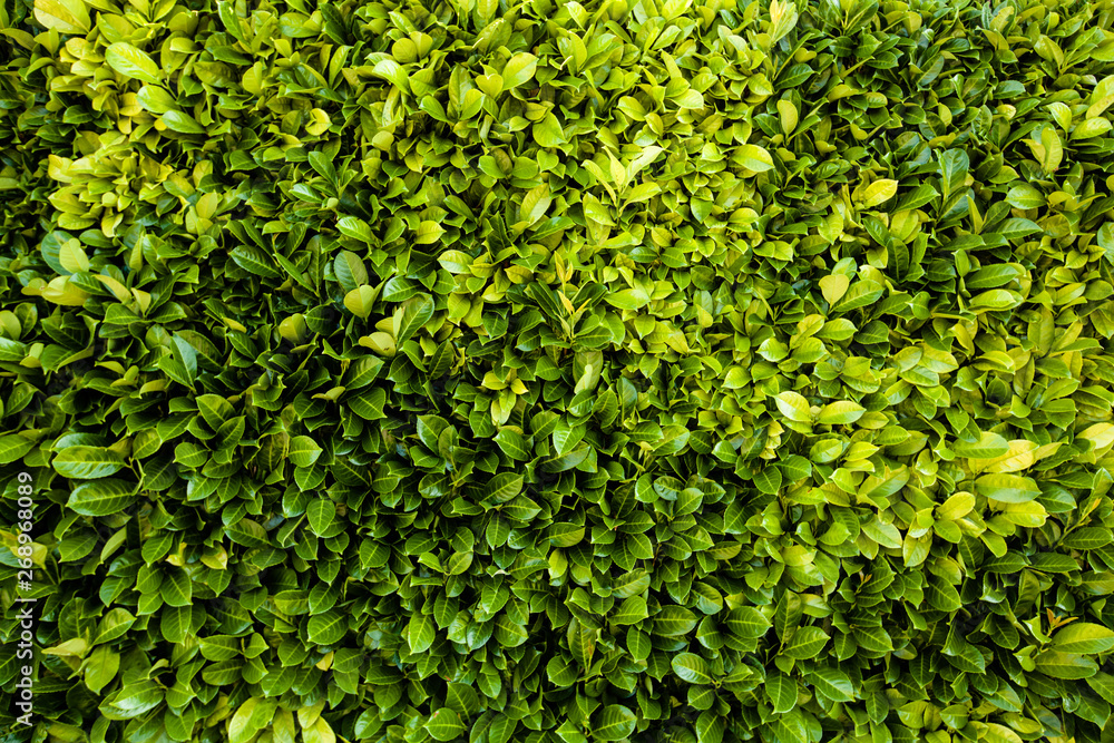 Fresh Leaves background texture in bloom Fresh Leaves background texture in bloom