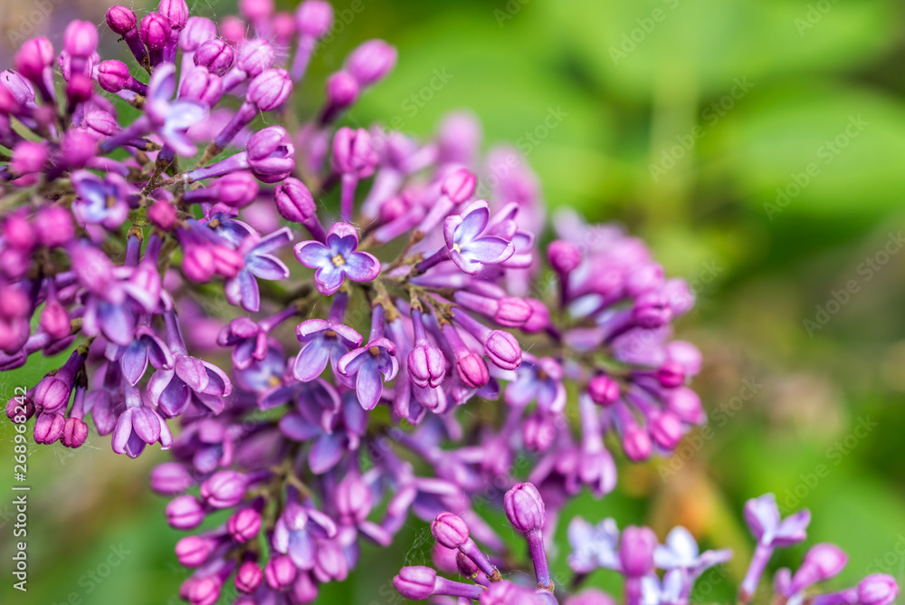 Closeup of Lilac Blossoms in Bloom in Spring Closeup of Lilac Blossoms in Bloom in Spring