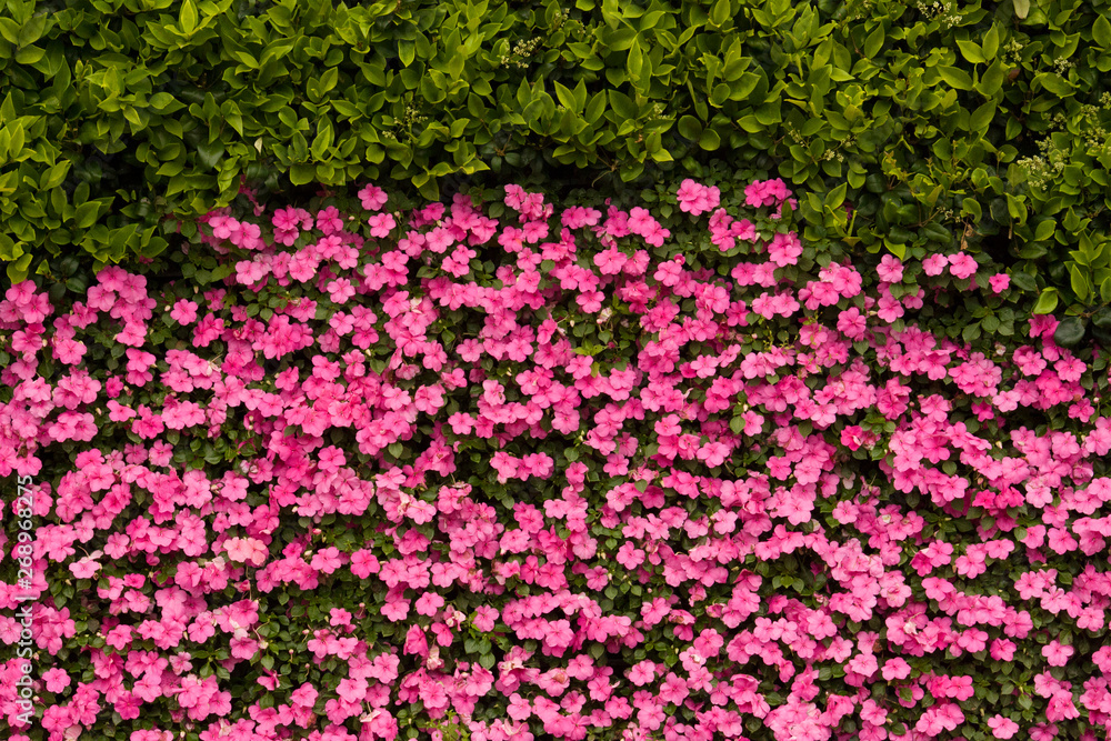 Fototapeta premium Curved flower wall, festive pink flower map, flower background texture