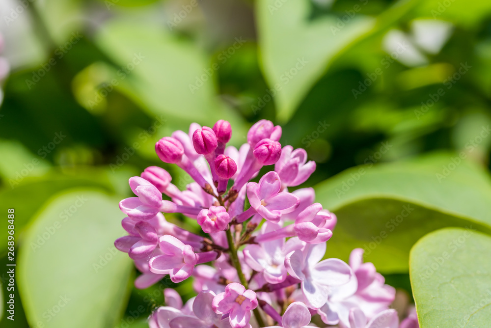 Closeup of Lilac Blossoms in Bloom in Spring Closeup of Lilac Blossoms in Bloom in Spring