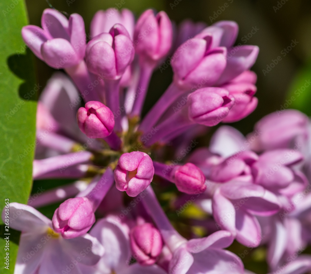 Closeup of Lilac Blossoms in Bloom in Spring Closeup of Lilac Blossoms in Bloom in Spring