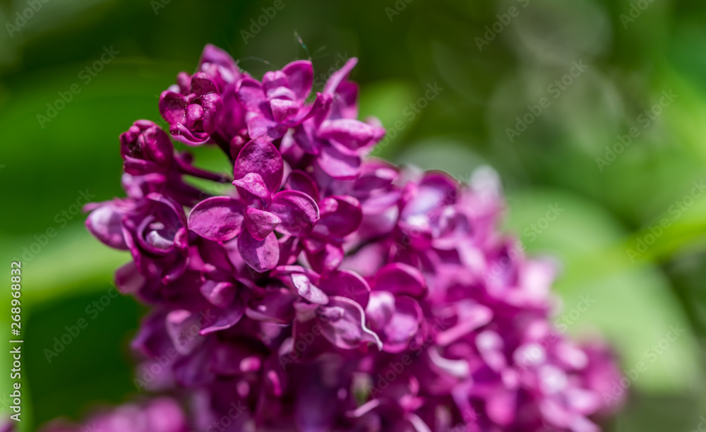 Closeup of Lilac Blossoms in Bloom in Spring Closeup of Lilac Blossoms in Bloom in Spring
