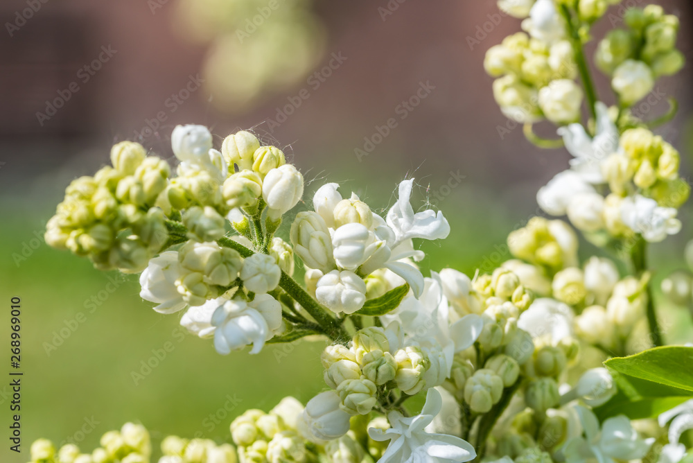 White Lilac Blossoms in Springtime White Lilac Blossoms in Springtime