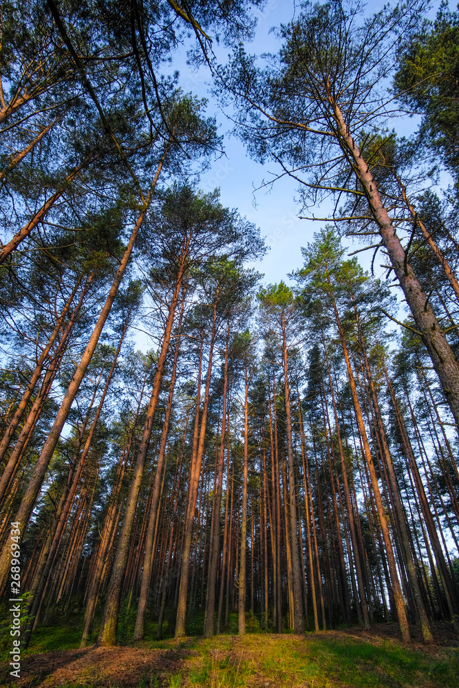 Fototapeta premium Landscape with the image of forest