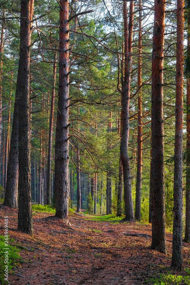 Fototapeta premium Krajobraz z wizerunkiem lasu