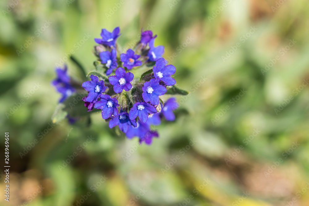 Closeup of Small Blue Purple Flowers in Spring Closeup of Small Blue Purple Flowers in Spring