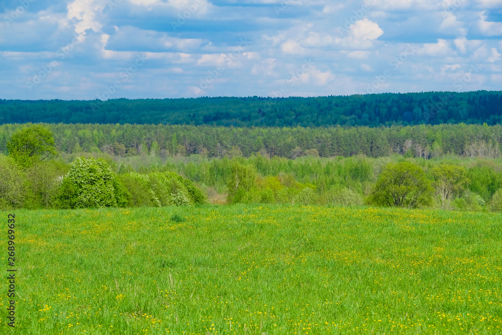 Landscape with the image of forest