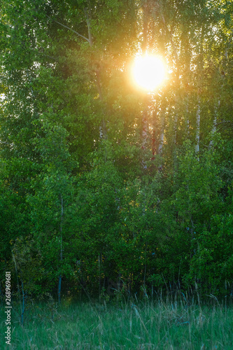 Landscape with the image of forest