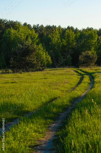 Landscape with the image of forest