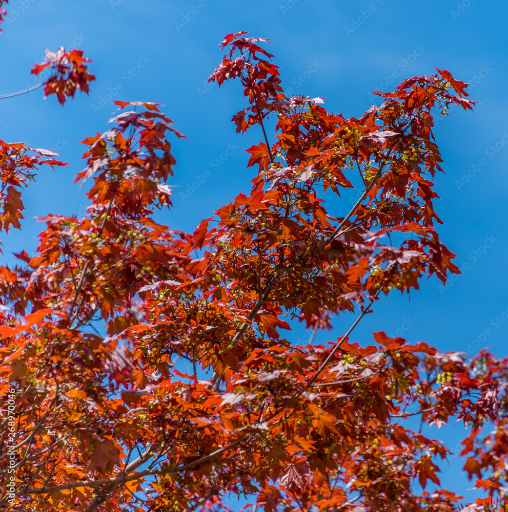 New Red Maple Leaves in Spring in Latvia with Blue Sky New Red Maple Leaves in Spring in Latvia with Blue Sky