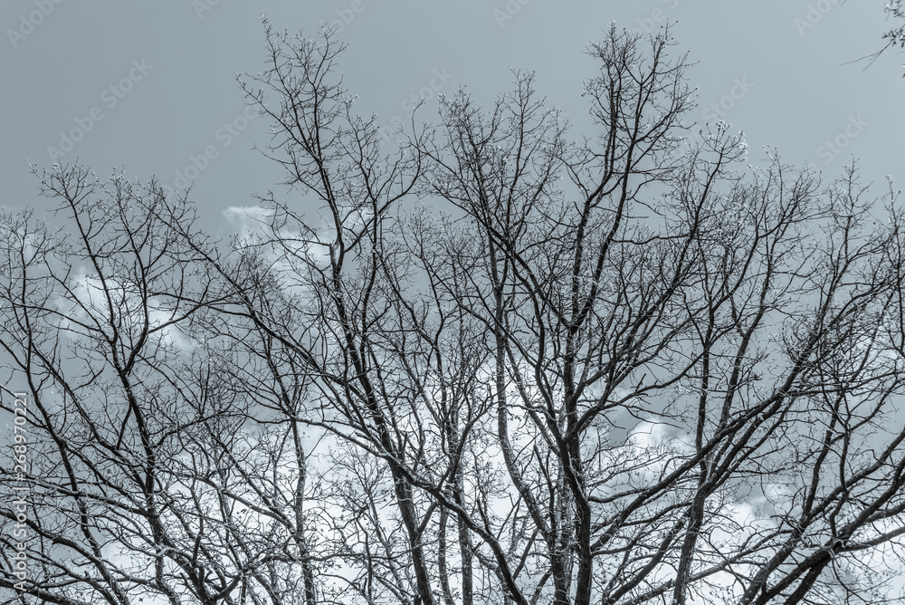 Bare Branches of a Large Tree against a Partly Cloudy Sky Bare Branches of a Large Tree against a Partly Cloudy Sky