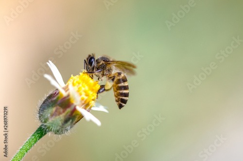 bee on a flower © Sanya
