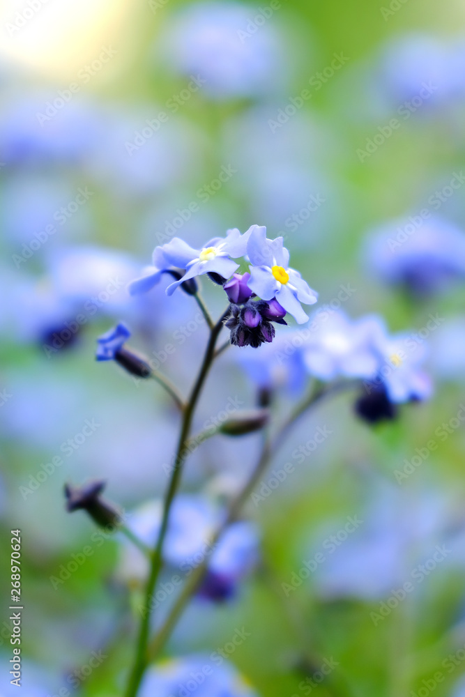 Macro blue petals forget-me-not. Spring wildflowers. Close up. Selective focus. Bokeh Macro blue petals forget-me-not. Spring wildflowers. Close up. Selective focus. Bokeh