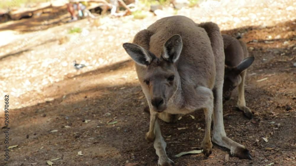 close up to kangaroo and son moving slow close up to kangaroo and son moving slow