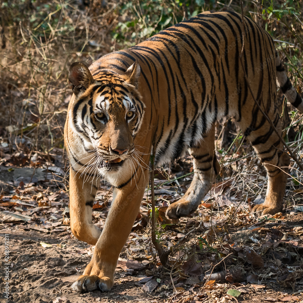 Obraz premium Portrait of tiger.