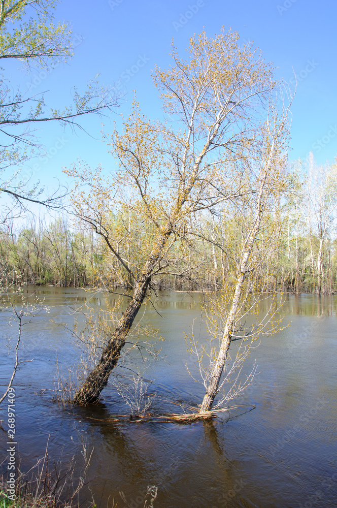 Spring flood. The forest is flooded by the overflowing river.