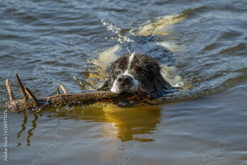 Swimming dog in a lake with a branch
