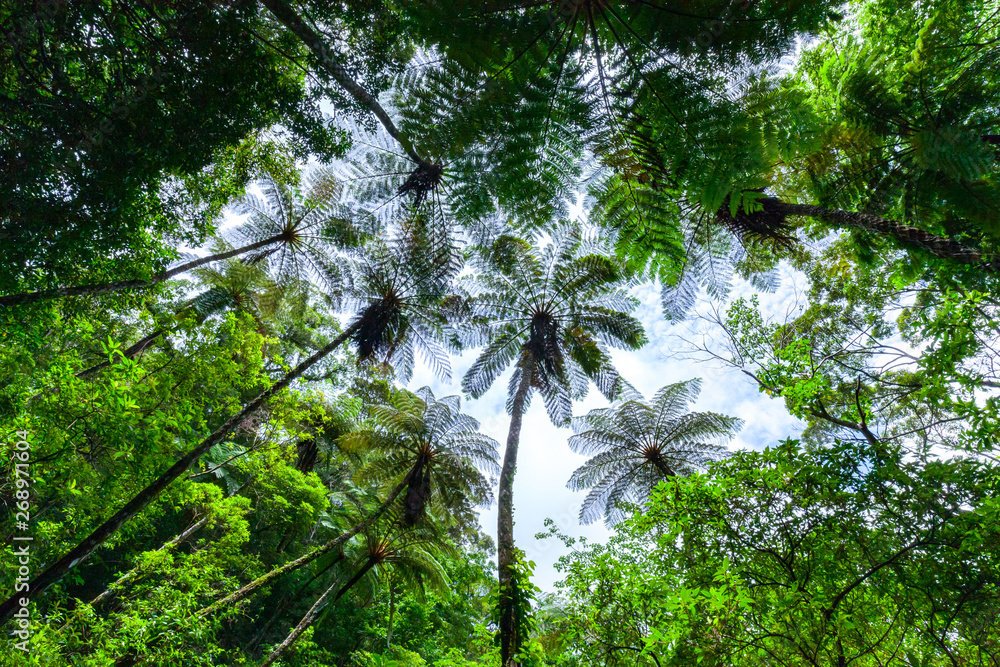 Naklejka premium 金作原原生林