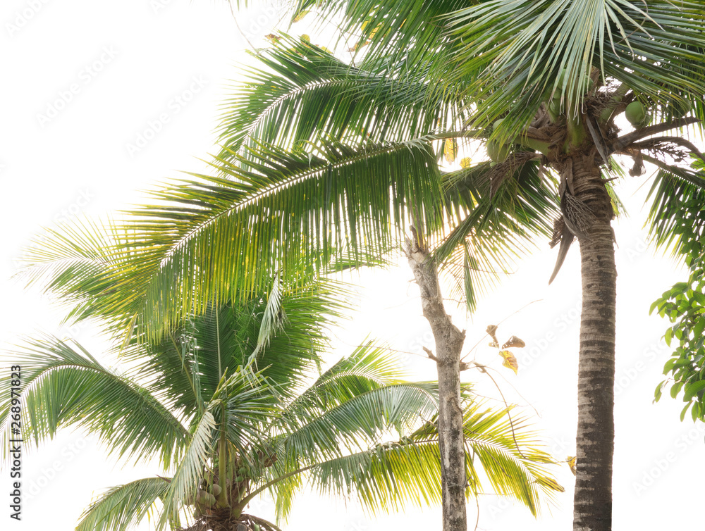 Coconut tree natural background.