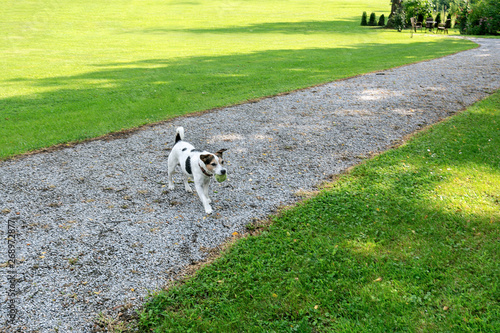 Dog breed Jack Russell goes to the owner with the ball in its mouth in the park