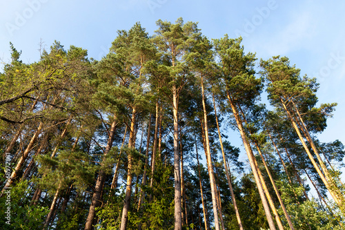 Bilde på lerret tall pines
