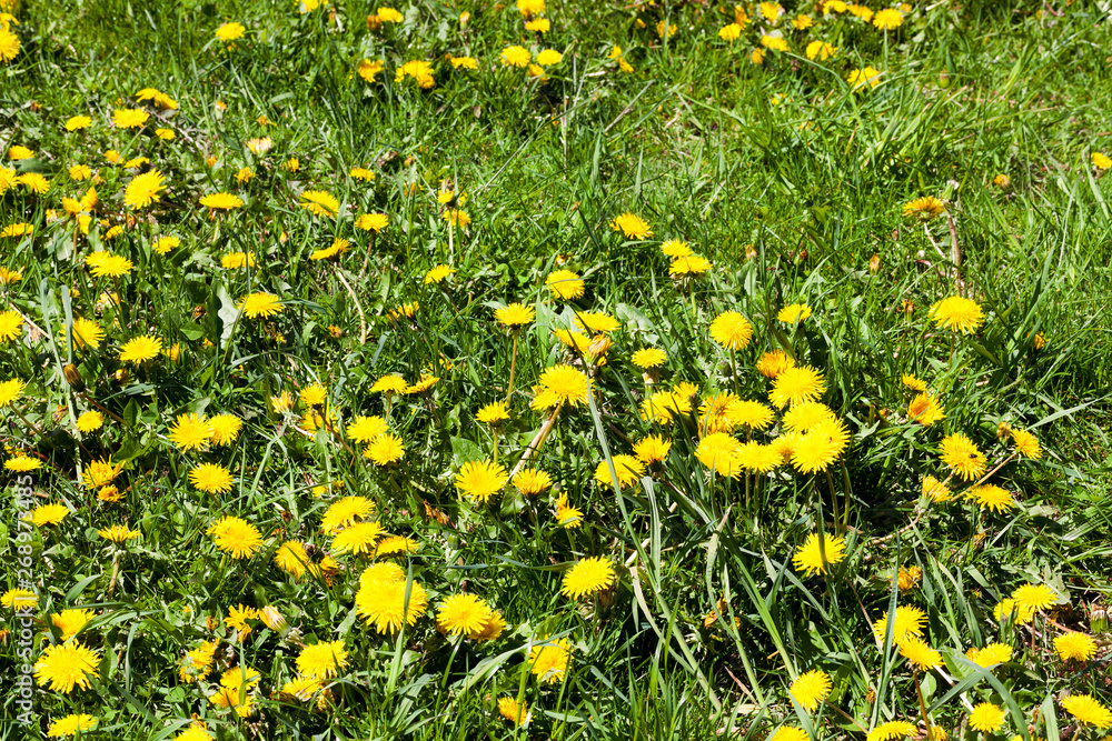 Yellow Dandelions field.