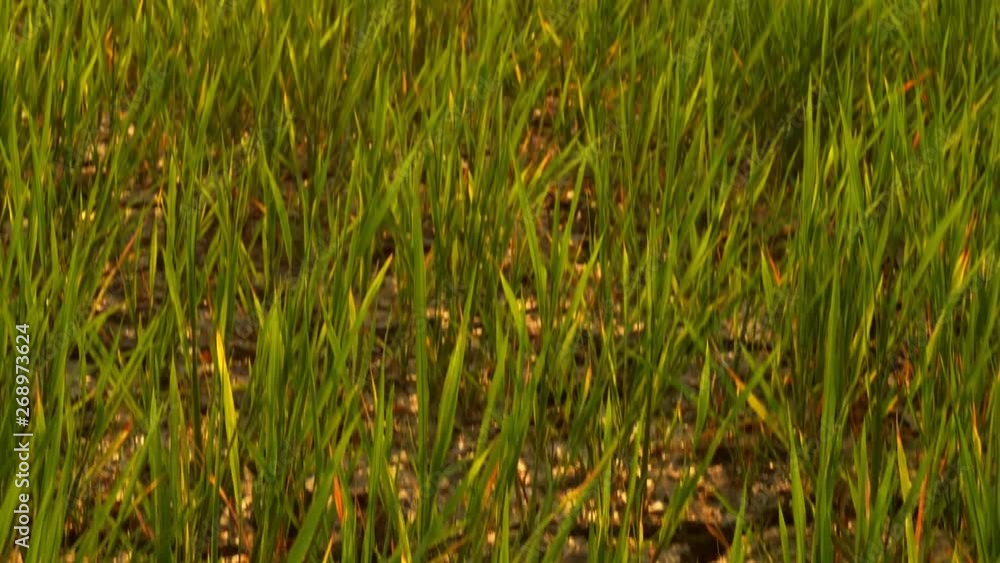 Close-up of Green young rice field with dry soil in summer morning with sunlight in northern of thailand. Close-up of Green young rice field with dry soil in summer morning with sunlight in northern of thailand.