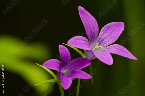 Beautiful Purple Flower