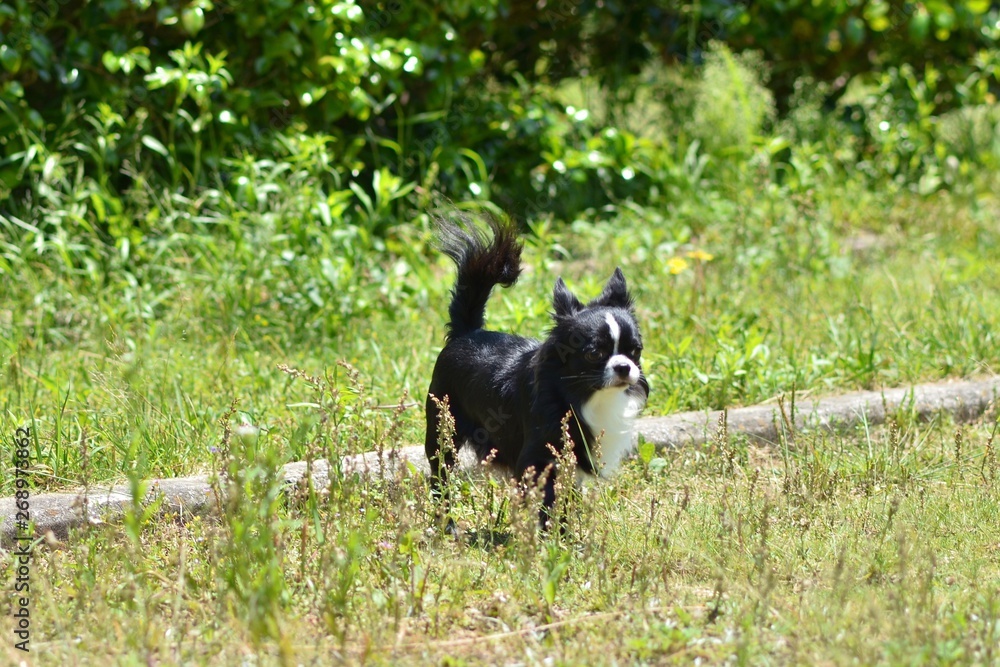 It is a picture of Chihuahuas taking a walk It is a picture of Chihuahuas taking a walk