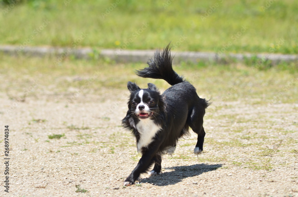 Fototapeta premium It is a picture of Chihuahuas taking a walk
