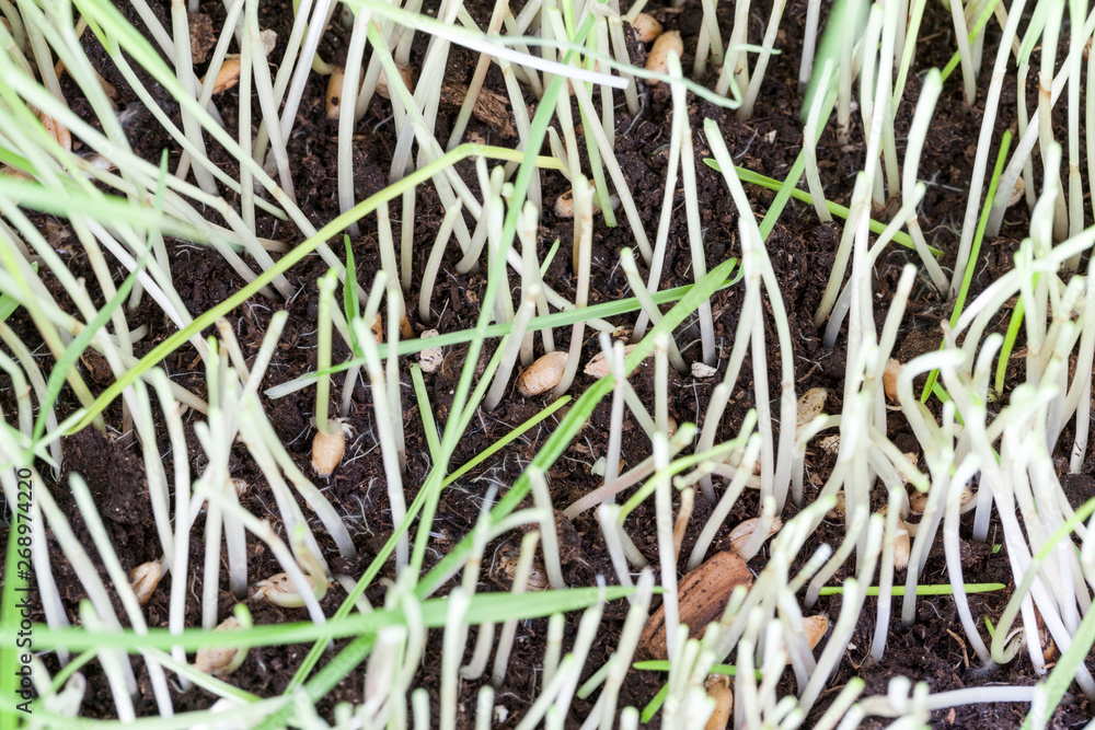 sprouted wheat sprouted wheat