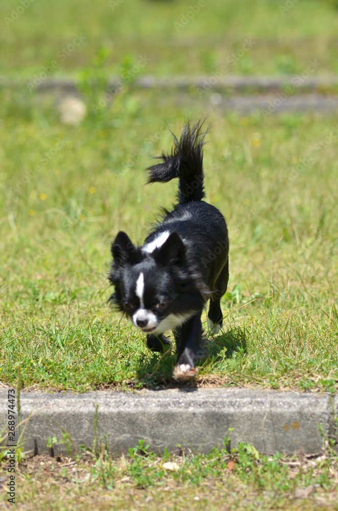 Obraz premium It is a picture of Chihuahuas taking a walk