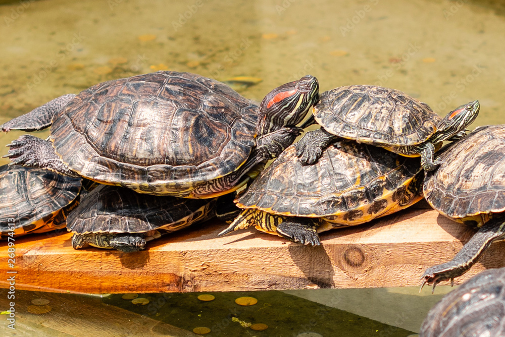Several turtles have a rest about water in sunny summer day Several turtles have a rest about water in sunny summer day