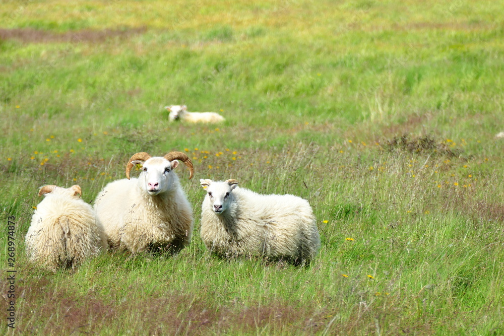 Group of sheep on a meadow in Iceland Group of sheep on a meadow in Iceland