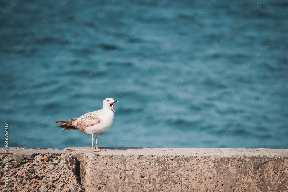 Seagull with open beak sits on the shore