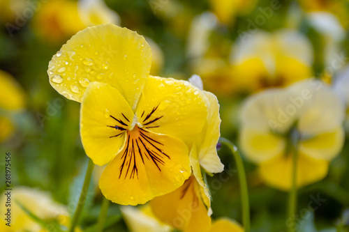 Yellow flower in the drops of morning dew