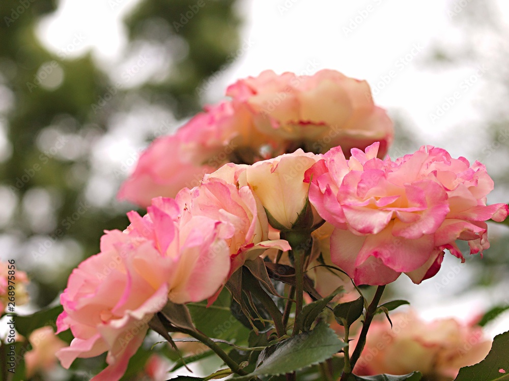 Fototapeta premium バラの花