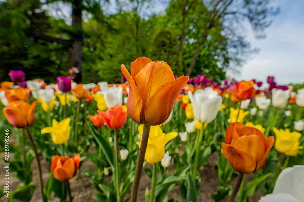 Tulips in the Central Park of culture and rest of St. Petersburg.