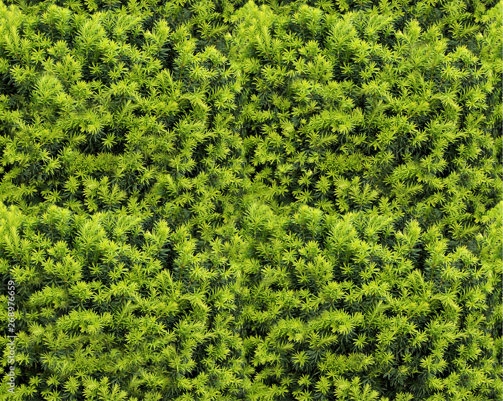 seamless natural texture for designer, background seamless natural texture for designer, background