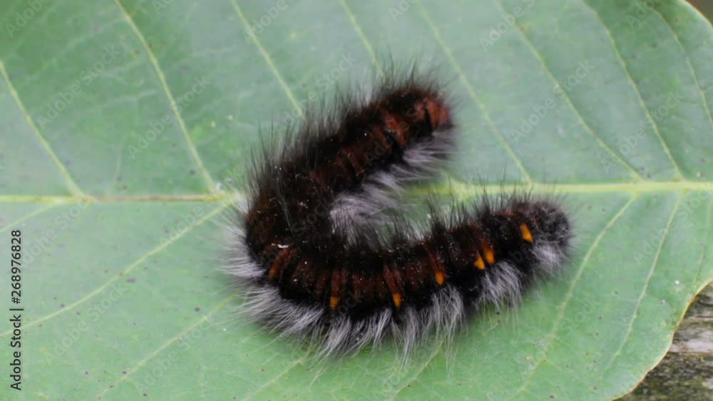 Caterpillar а Macrothylacia rubi,Large black caterpillar on the leaves of the tree Caterpillar а Macrothylacia rubi,Large black caterpillar on the leaves of the tree