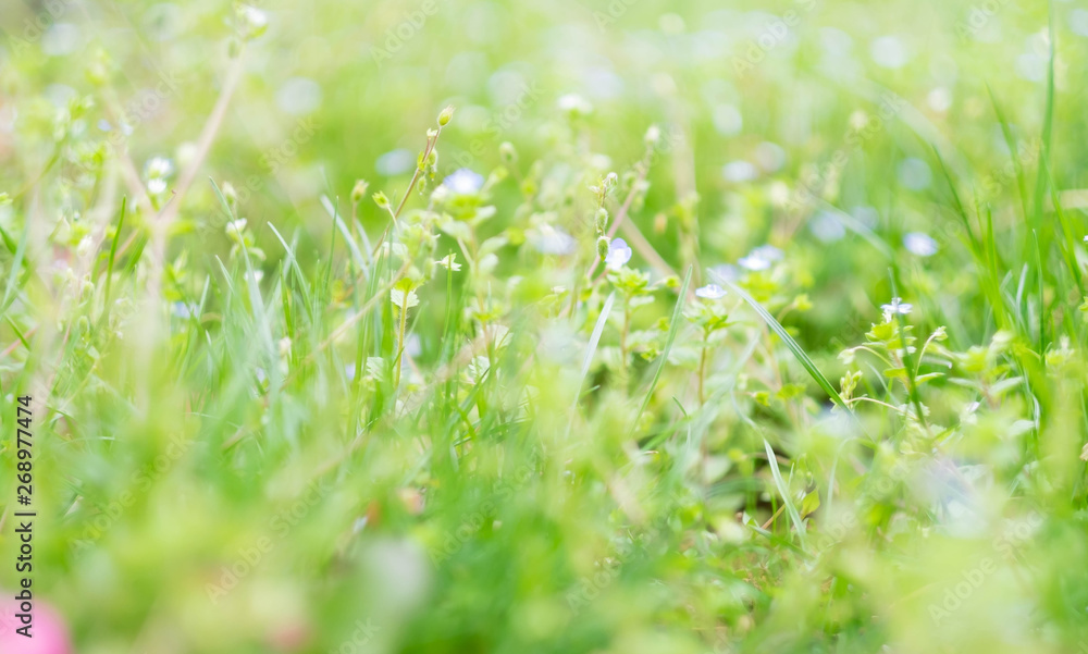 Water drop on the light green meadow. Water drop on the light green meadow.