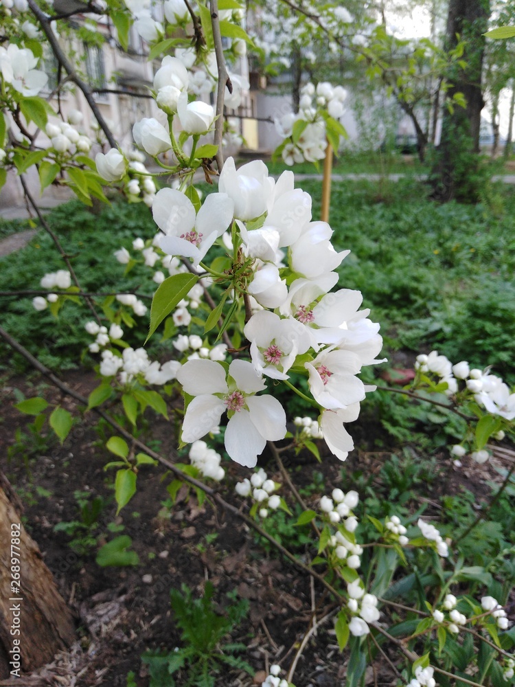 white flowers in garden white flowers in garden
