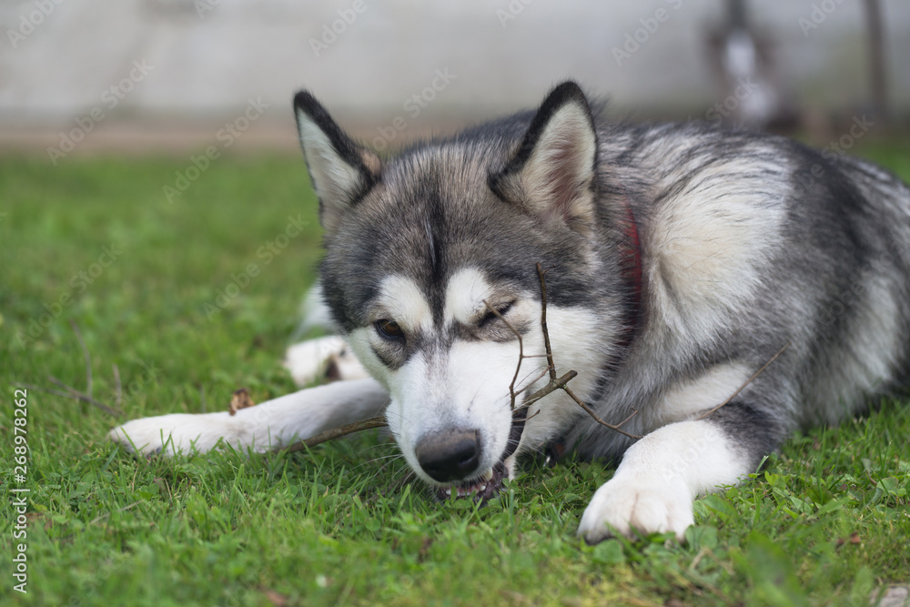Dog breed alaskan malamute plays in a garden. Selective focus Dog breed alaskan malamute plays in a garden. Selective focus