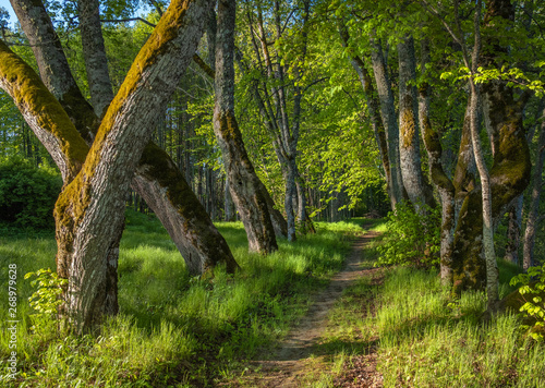 fresh green alleyway in the Katvaru muza, Latvia