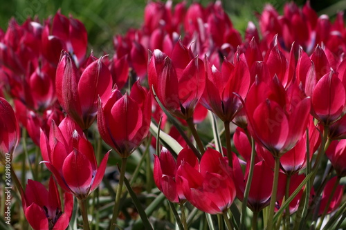 Tulips on a sunny day in the park